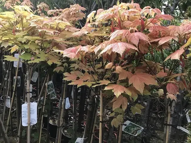 1 acer brillantissimum op stam - afbeelding 2 van  3
