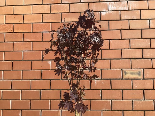 1 acer crimson op stam - afbeelding 2 van  2