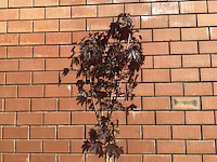 1 acer crimson op stam - afbeelding 2 van  2