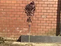 1 acer crimson op stam - afbeelding 2 van  2