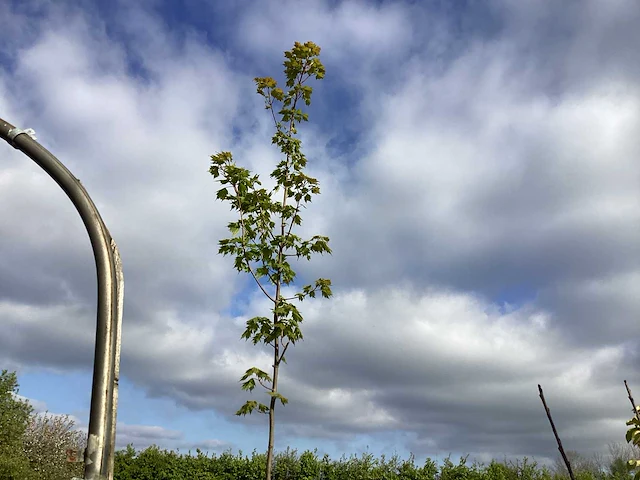 1 acer rubrum - afbeelding 1 van  2