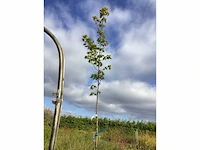 1 acer rubrum - afbeelding 2 van  2