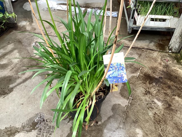 1 agapanthus - afbeelding 1 van  1