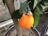 1 appelsienenboom - afbeelding 1 van  2