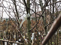 1 appelstam - afbeelding 1 van  1