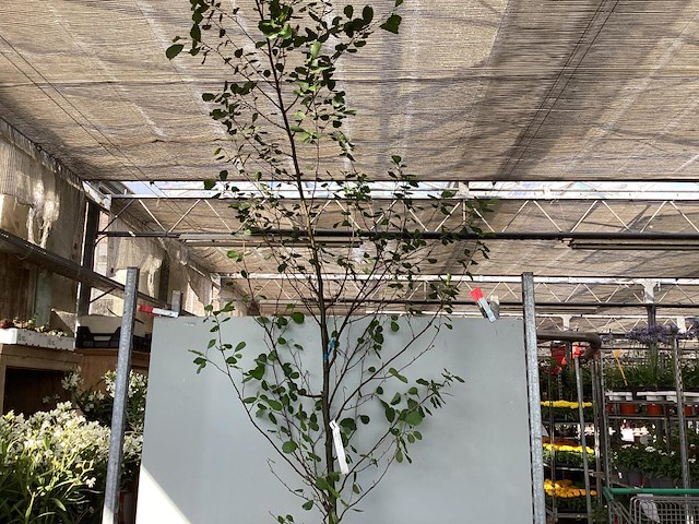 1 aronia - afbeelding 1 van  2