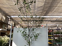 1 aronia - afbeelding 1 van  2