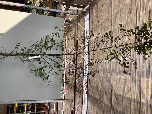 1 aronia - afbeelding 2 van  2