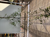 1 aronia - afbeelding 2 van  2