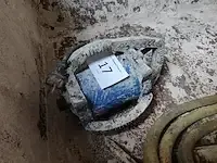 1 beton trilnaald carat - afbeelding 2 van  4