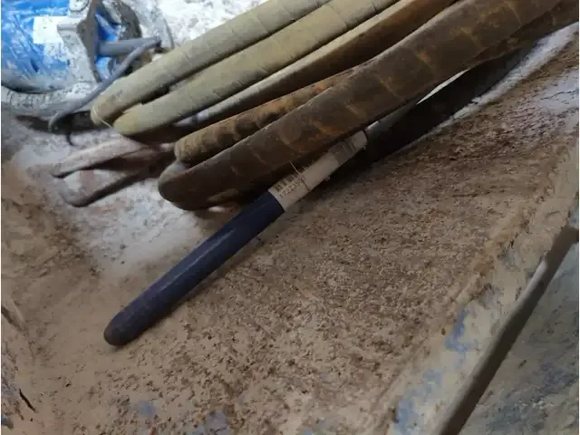 1 beton trilnaald carat - afbeelding 4 van  4
