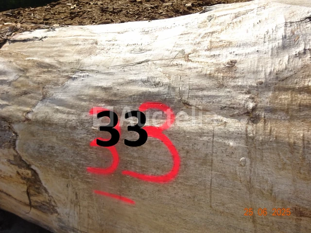 1 boomstam op een lengte van 6m/diam, 1m beginnend voor een einde van 80cm, 1 boomstamlengte +/- 6m80/diam. 70cm, 4 boomstammen over een totale lengte van +/- 10m - afbeelding 1 van  10