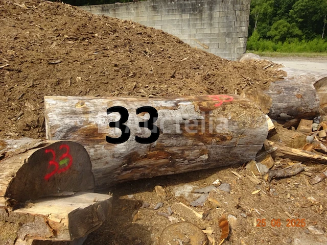 1 boomstam op een lengte van 6m/diam, 1m beginnend voor een einde van 80cm, 1 boomstamlengte +/- 6m80/diam. 70cm, 4 boomstammen over een totale lengte van +/- 10m - afbeelding 10 van  10