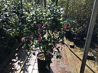 1 camelia op stam - afbeelding 1 van  2