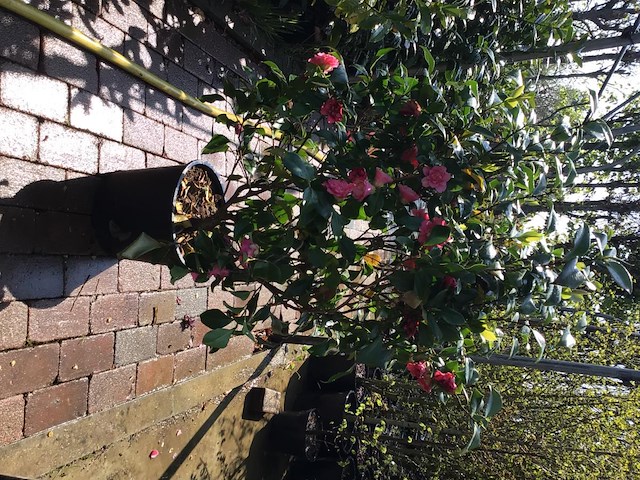 1 camelia op stam - afbeelding 2 van  2