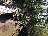 1 camelia op stam - afbeelding 2 van  2