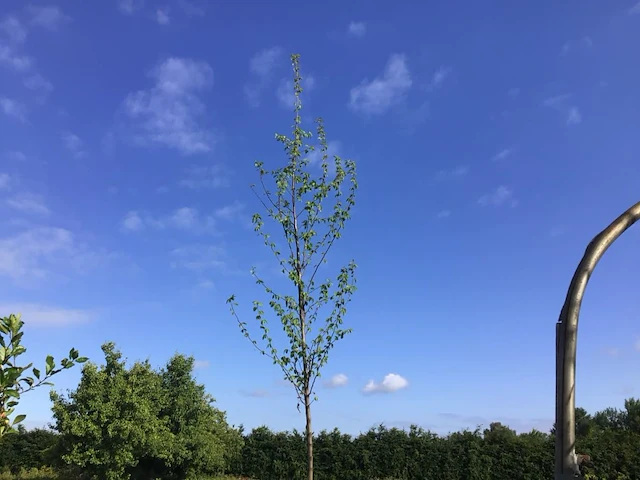 1 carpinusboom - afbeelding 1 van  2