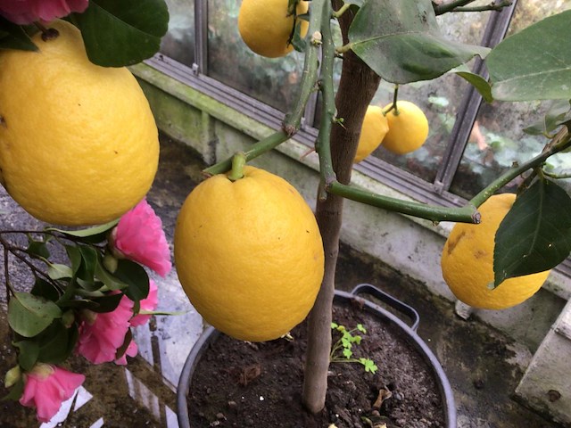 1 citroenenboom - afbeelding 1 van  2