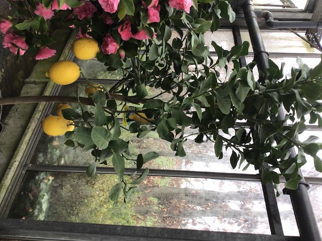 1 citroenenboom - afbeelding 2 van  2