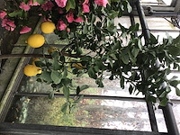 1 citroenenboom - afbeelding 2 van  2