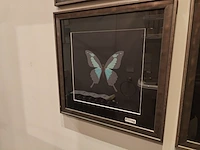 1 decoratieve kader flamant butterfly - afbeelding 1 van  4
