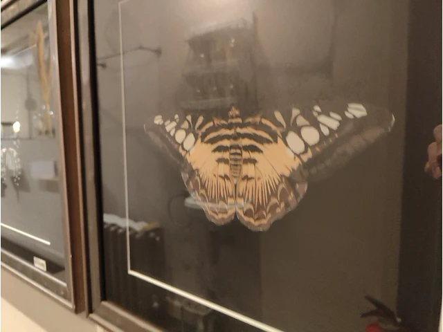 1 decoratieve kader flamant butterfly - afbeelding 2 van  4
