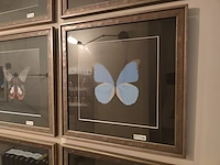 1 decoratieve kader flamant butterfly - afbeelding 1 van  4