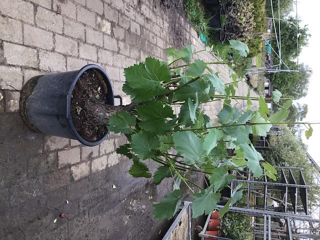 1 druivelaar - afbeelding 2 van  2