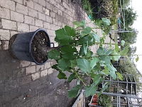 1 druivelaar - afbeelding 2 van  2