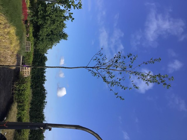 1 els - afbeelding 2 van  2