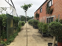 1 ginko biloba - afbeelding 1 van  1