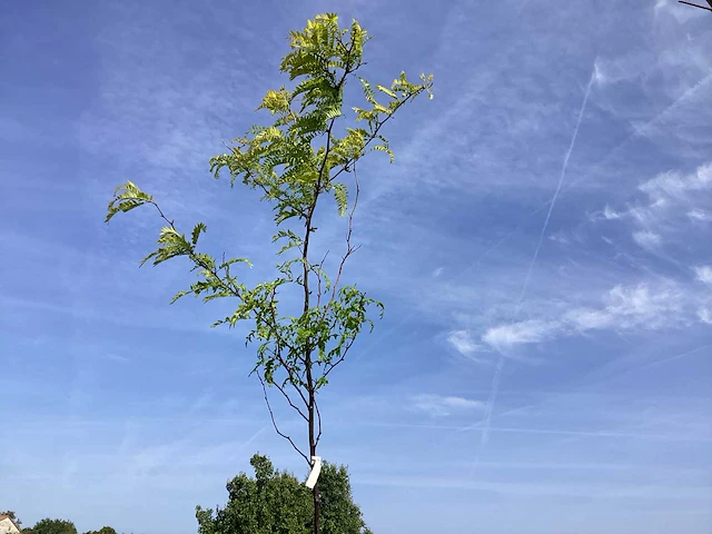 1 gleditsia sunburst - afbeelding 1 van  2