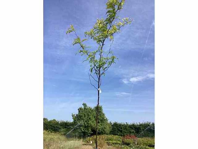 1 gleditsia sunburst - afbeelding 2 van  2