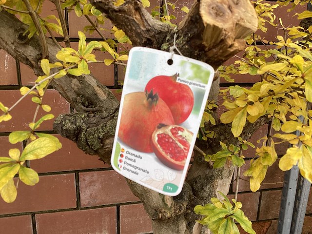 1 granaatappel - afbeelding 1 van  2