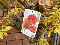 1 granaatappel - afbeelding 1 van  2