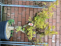 1 granaatappel - afbeelding 2 van  2