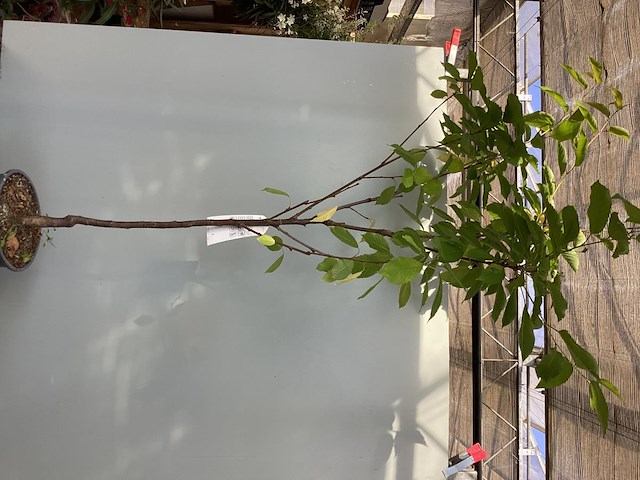 1 kersenstam - afbeelding 2 van  2