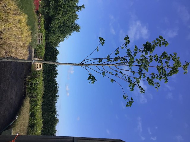 1 linde - afbeelding 2 van  2