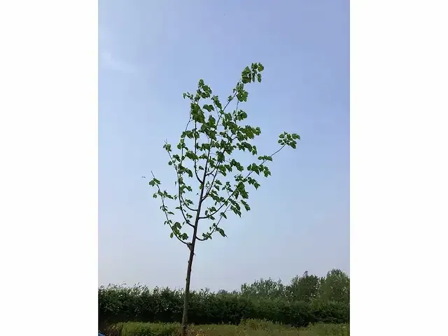 1 linde - afbeelding 2 van  2