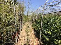 1 liquidambarstruik - afbeelding 1 van  1