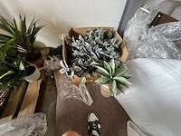 1 lot kunstplanten - afbeelding 4 van  4