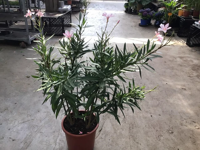 1 oleander - afbeelding 1 van  1
