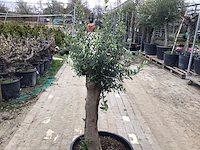 1 olijfboom