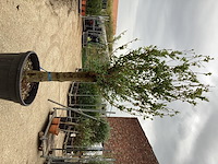 1 olijfboom - afbeelding 2 van  2