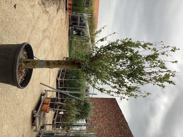 1 olijfstam - afbeelding 2 van  2