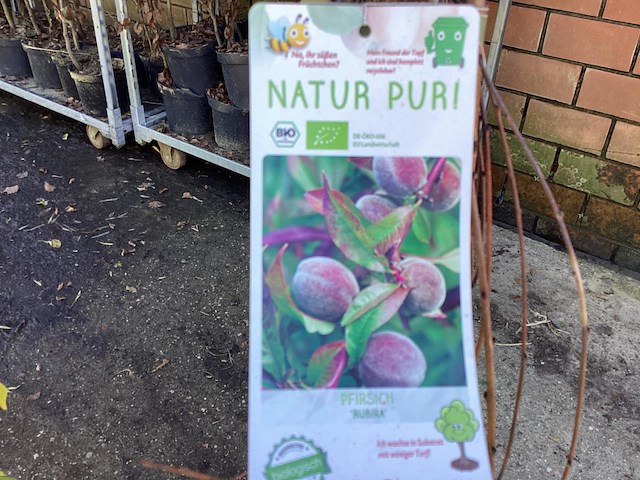 1 perzikstam - afbeelding 1 van  1