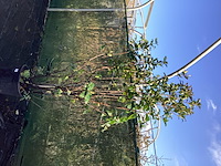 1 photinia - afbeelding 2 van  2