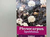 1 physocarpus diabolo - afbeelding 1 van  2