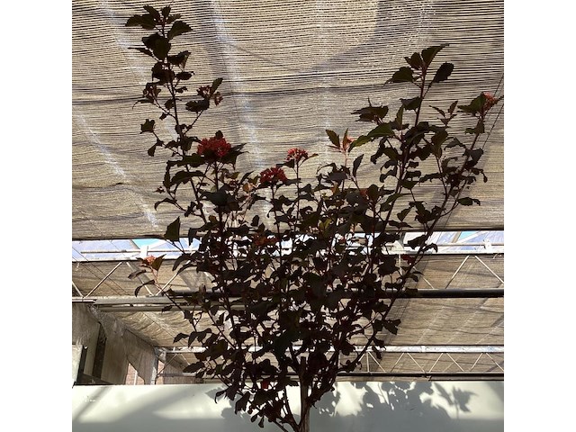 1 physocarpus diabolo - afbeelding 2 van  2