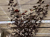 1 physocarpus diabolo - afbeelding 2 van  2